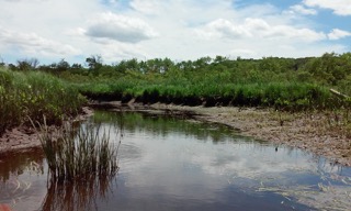 Salmon River creek low tide